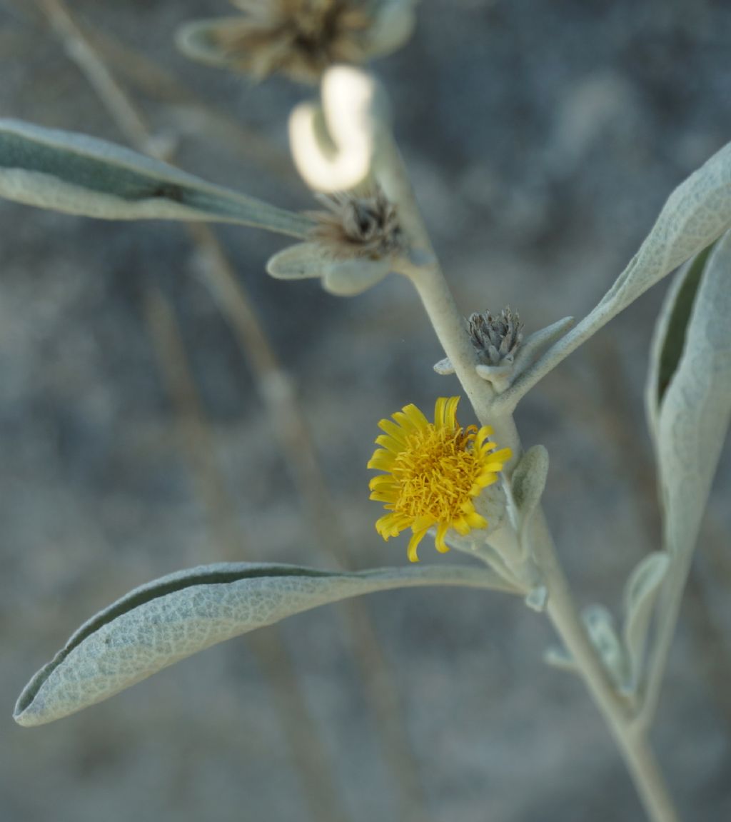 Bruco -  Papilio machaon, Papilionidae